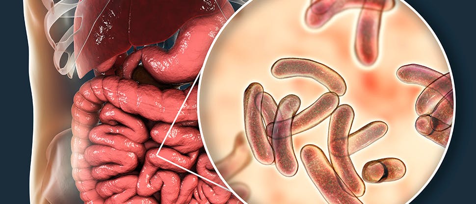 intestinal-microbiome-3d-illustration-showing-anatomy