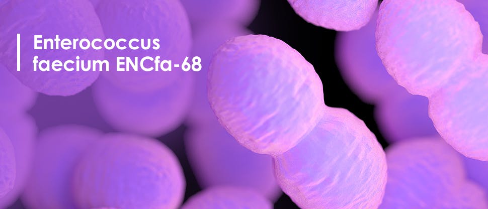 Enterococcus faecium ENCfa-68
