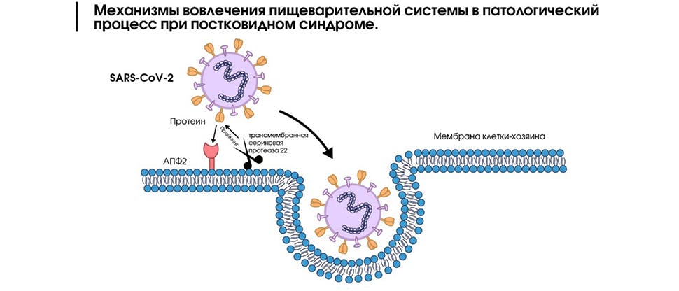 После ковида болит кишечник что делать