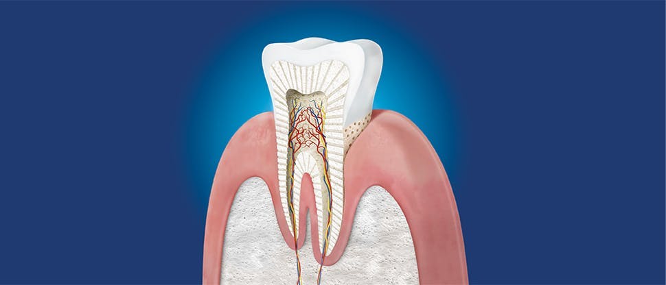 Поперечное сечение зуба