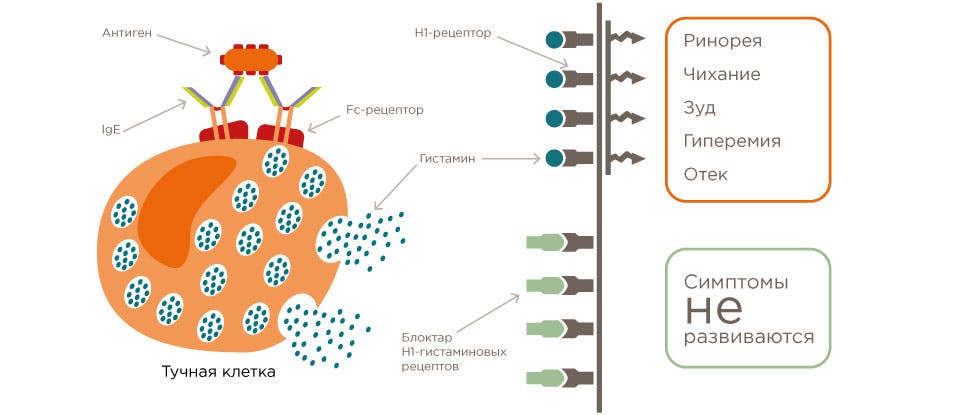 Механизм действия блокаторов Н1 рецепторов к гистамину