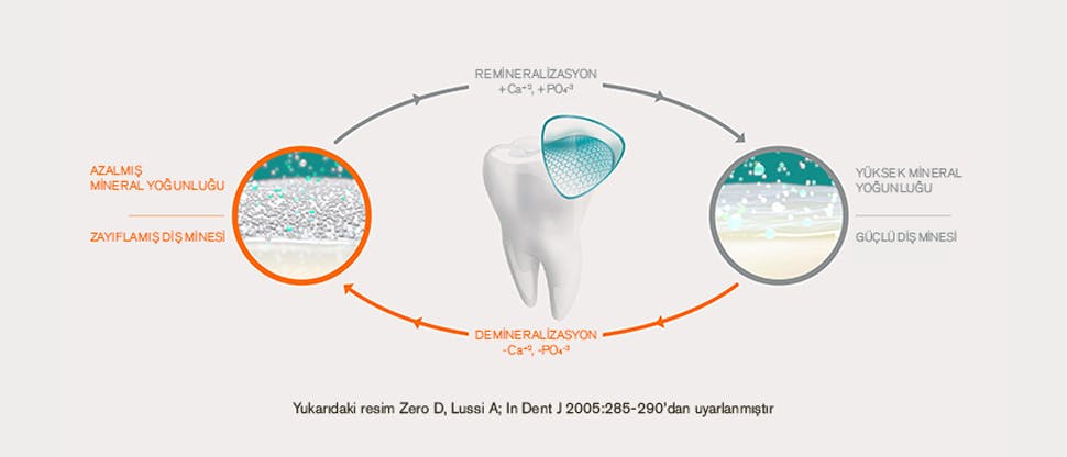 Remineralizasyon / demineralizasyon döngüsü