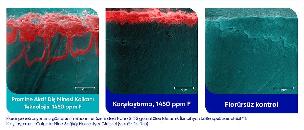 Promine Aktif Diş Minesi Kalkanı diş macununun diş minesine florür penetrasyonunu, aynı miktarda florür içeren karşılaştırma diş macununun daha az penetrasyonuyla karşılaştırmalı olarak gösteren görüntüler