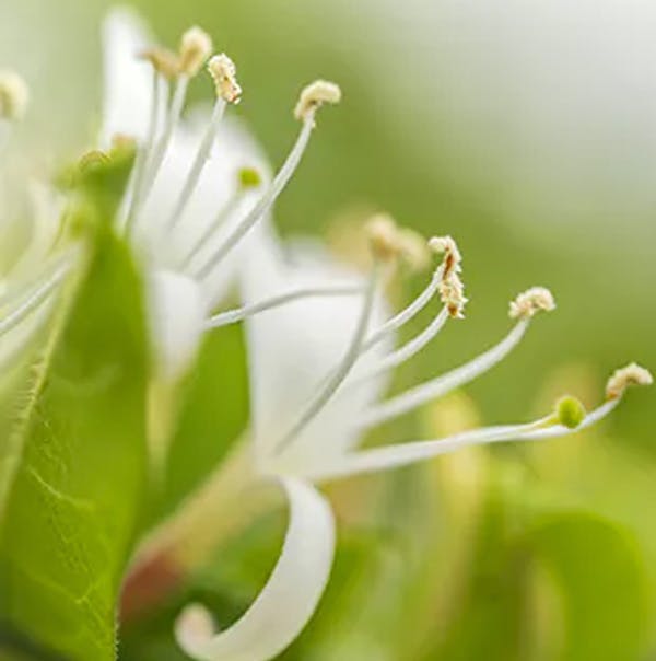 Image of pollen