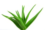 Aloe Vera Juice Aloe Vera