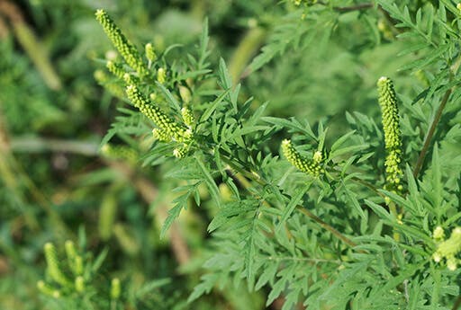 Ambrosia und andere Wildkräuter wie Beifuß und Gänsefingerkraut befördern das Auftreten von Allergien. Die Symptome können mit Otri-Allergie Nasenspray mit Fluticason gelindert werden.