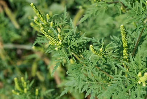 Ambroisie - plante allergisante