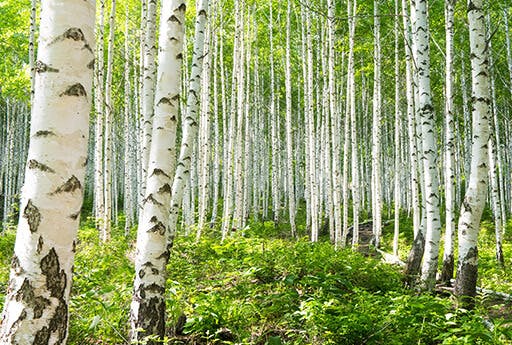 Лес, полный берез, поскольку такие деревья, как береза, орешник и ольха, в наибольшей степени ответственны за происхождение пыльцы, вызывающей аллергию.