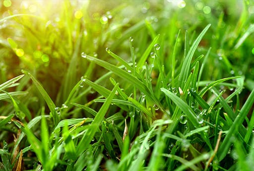 Изображение травы, которая является наиболее частой причиной аллергии и способствует появлению симптомов сенной лихорадки, например синусита.
