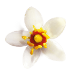 Boswellia flower