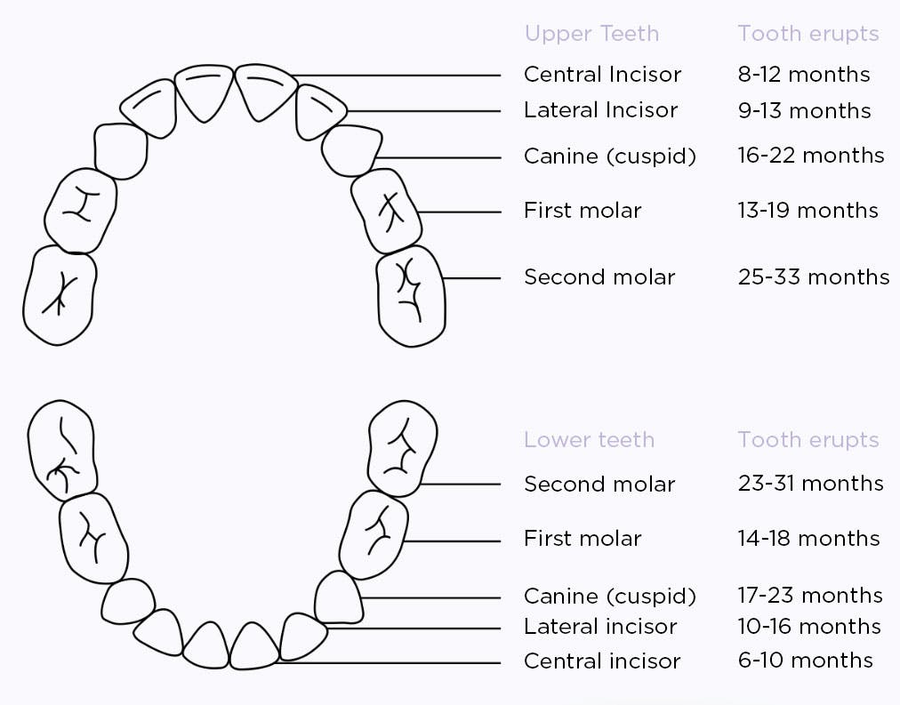  Teething Diagraph With Teeth Names And Eruption Timeline