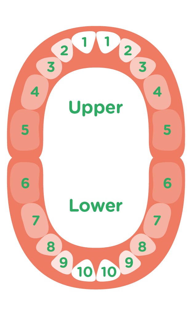 Upper & Lower Teeth Diagram