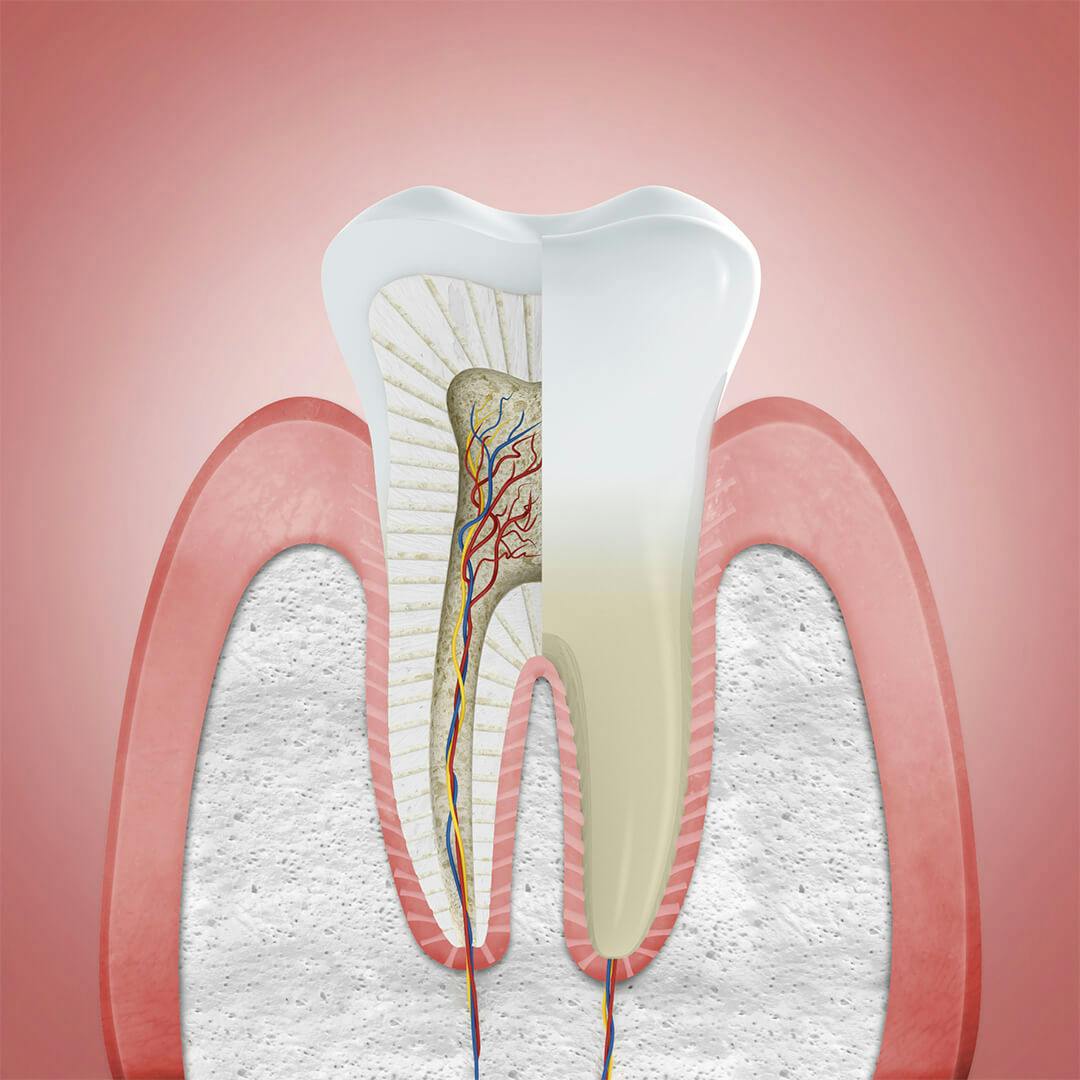 Sveikų dantenų iliustracija