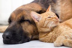 Cat and dog asleep