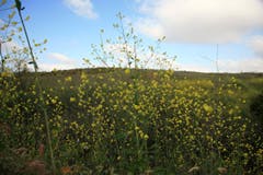 Flowering field Flowering field