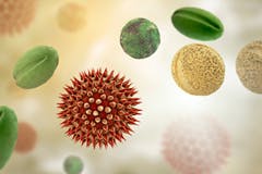 Pollen Pollen