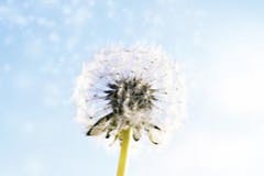 Dandelion Dandelion