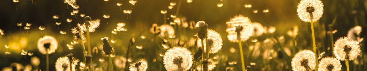 pollen-allergy