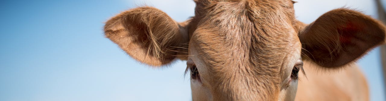 A close-up shot of a brown cow