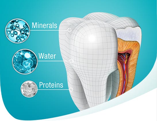 The Composition of a Tooth