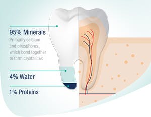 The composition of tooth enamel is 95% minerals, 4% Water, 1% Proteins 
