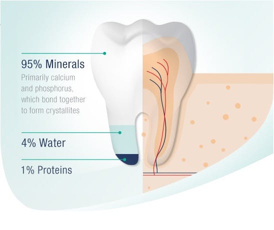 The composition of tooth enamel is 95% minerals, 4% Water, 1% Proteins 