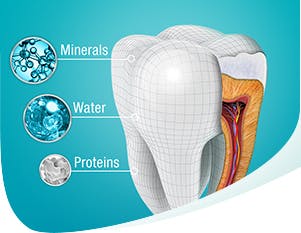 The Composition of a Tooth