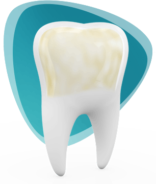 Pronamel Tooth
