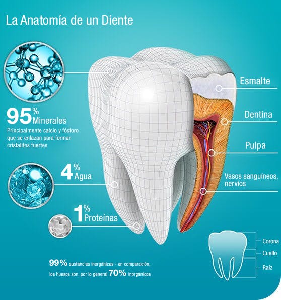 The Anatomy of a Tooth The Anatomy of a Tooth
