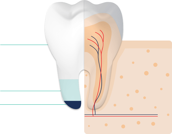 L'émail des dents est composé de 95 % de minéraux, de 4 % d'eau et de 1 % de protéines 