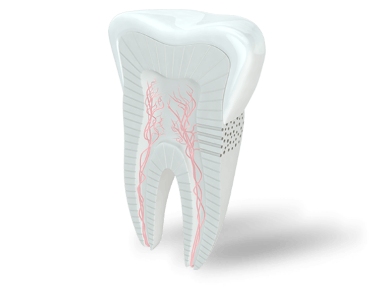 Nerves in teeth