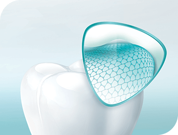 Structure of a tooth