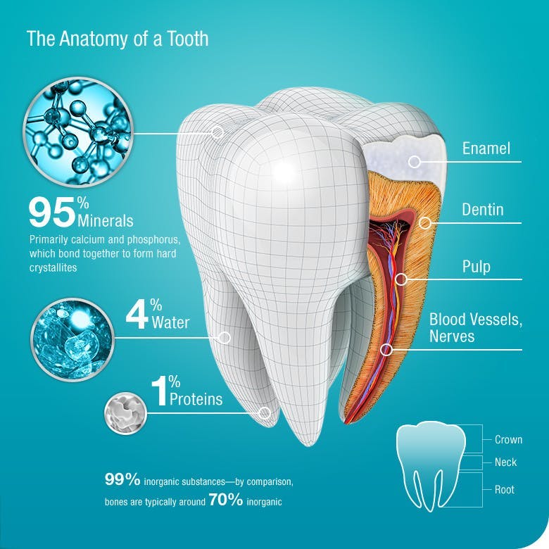 Tooth enamel explained