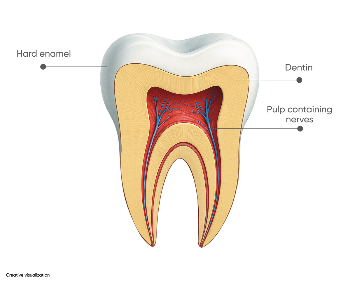 What is Enamel?