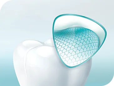 Structure of a tooth