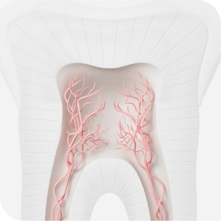 Nervios activados en los dientes 