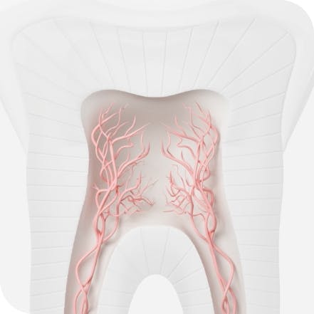 Nærbilde av nervene i tennene