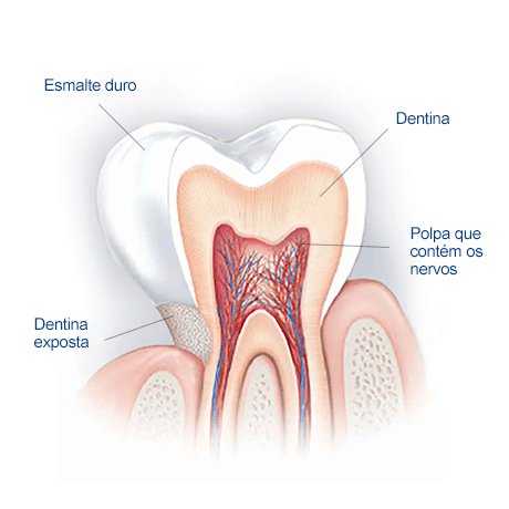 Esmalte Dentário:  A camada de proteção dos nossos dentes