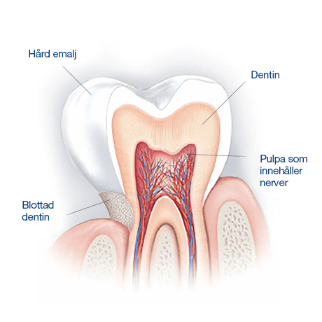 tandemaljen: det skyddande lagret på våra tänder