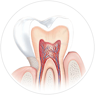Understanding Your Teeth