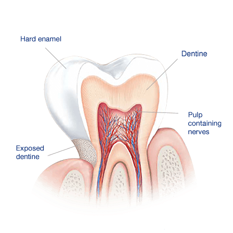 Tooth Enamel: The layer of protection for our teeth Tooth Enamel: The layer of protection for our teeth