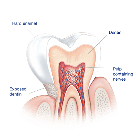 Human Tooth Diagram