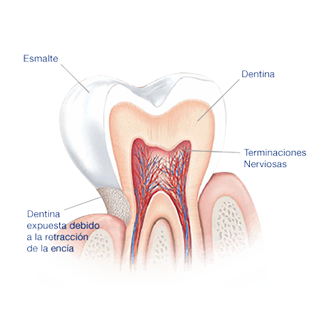Partes del diente