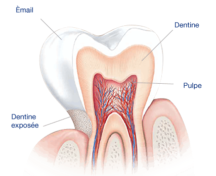 L'émail dentaire constitue la couche protectrice de nos dents.