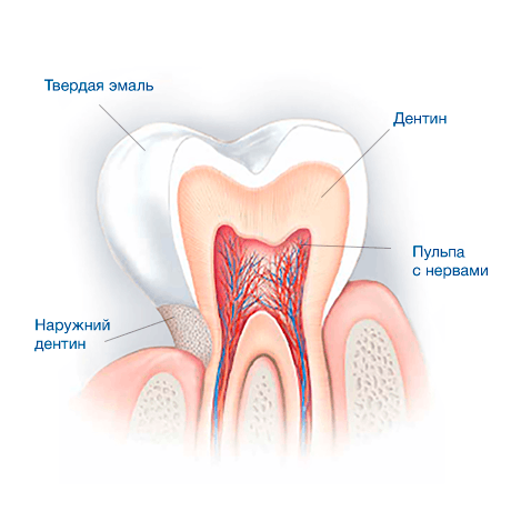 Tooth Enamel:  The layer of protection for our teeth