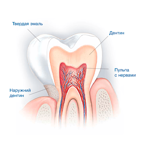 Tooth Enamel: The layer of protection for our teeth Tooth Enamel: The layer of protection for our teeth