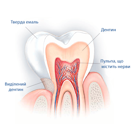 Tooth Enamel: The layer of protection for our teeth Tooth Enamel: The layer of protection for our teeth