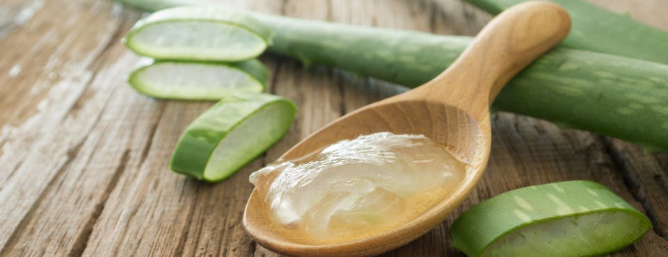 Aloe vera gel on wooden spoon with aloe vera plant