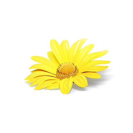 Yellow flower of Arnica plant