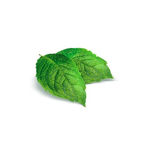 Green leaf of pepermint